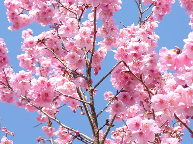 �z����_�������� ��������̗�