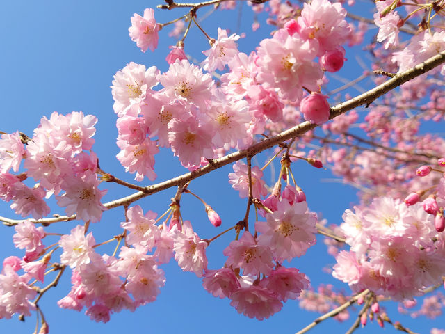 ���d�g�}��_�������� ��������̗�