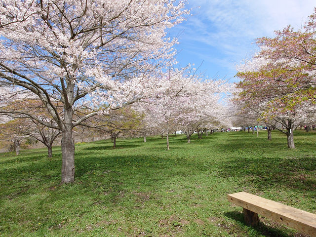 �R�}�c�I�g��_�������� ��������̗�