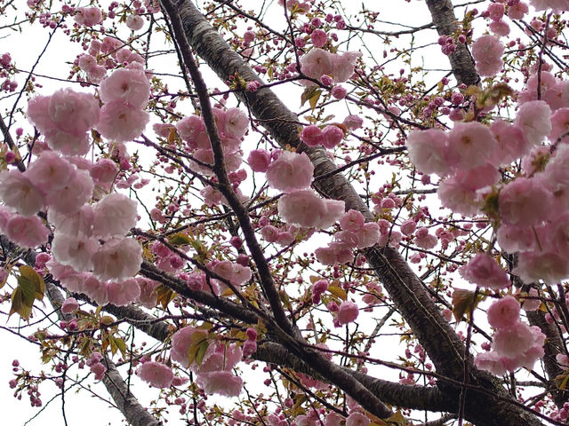 ��t��_�������� ��������̗�