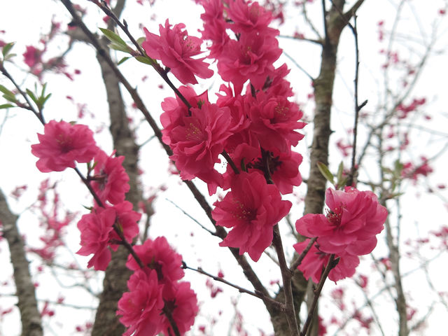 �֎R��_�������� ��������̗�