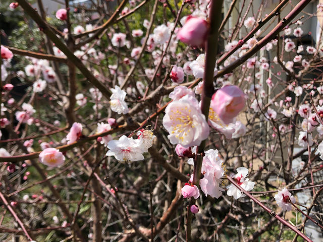 ��̔~_���|��񂲍H�[