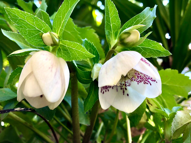 ��̃N���X�}�X���[�Y_���|��񂲍H�[