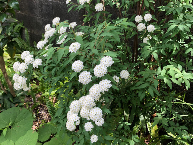 ��̃R�f�}��_���|��񂲍H�[