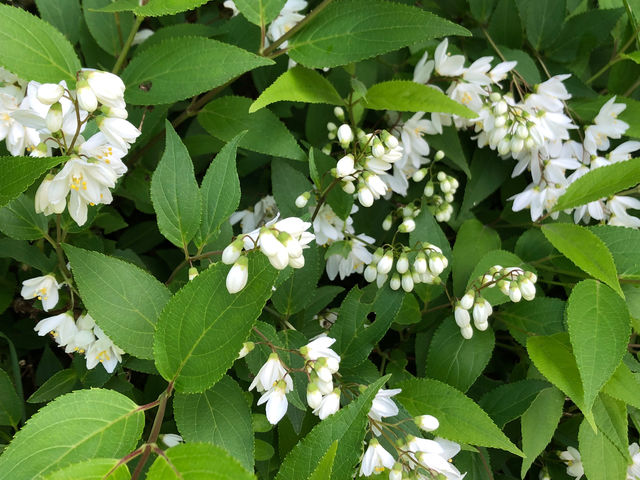 ���|��񂲍H�[