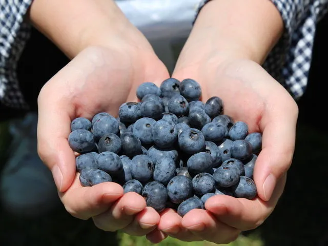 Blueberry Farm Suzuki