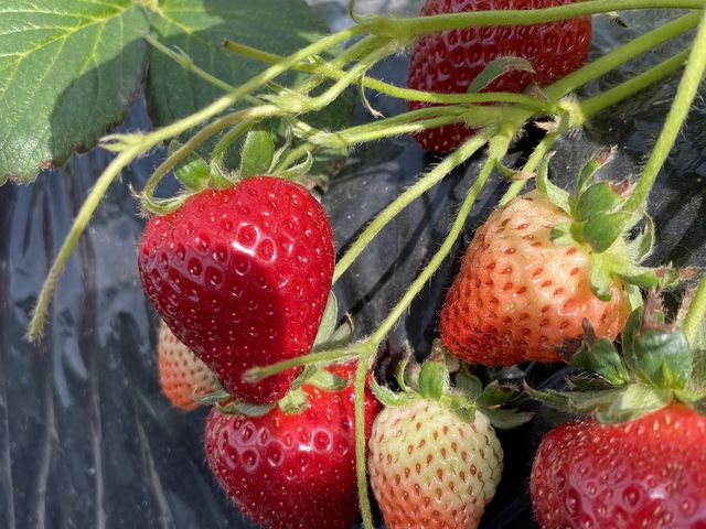 ���_���̎ʐ^1