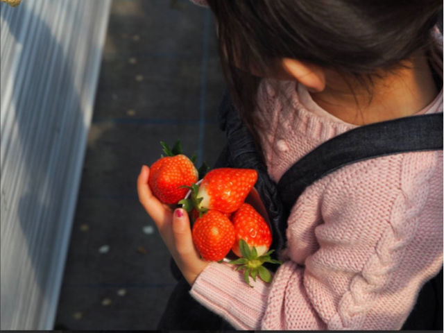 SEN's Berry Farm