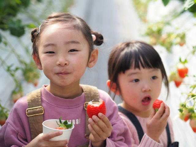 SEN's Berry Farm