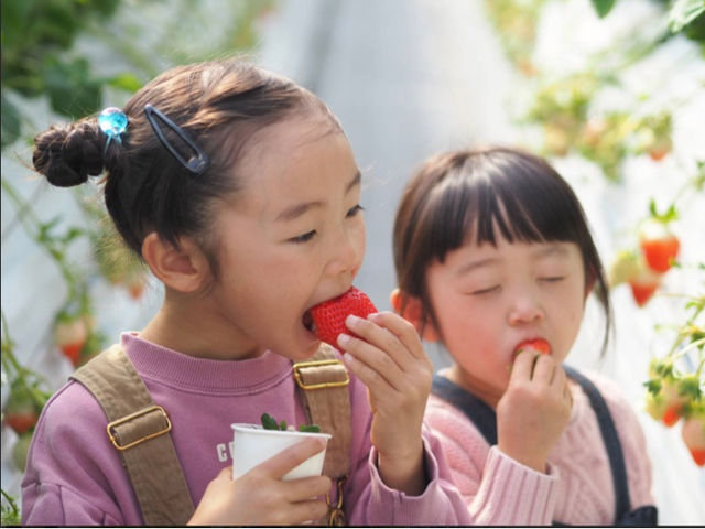 SEN's Berry Farm