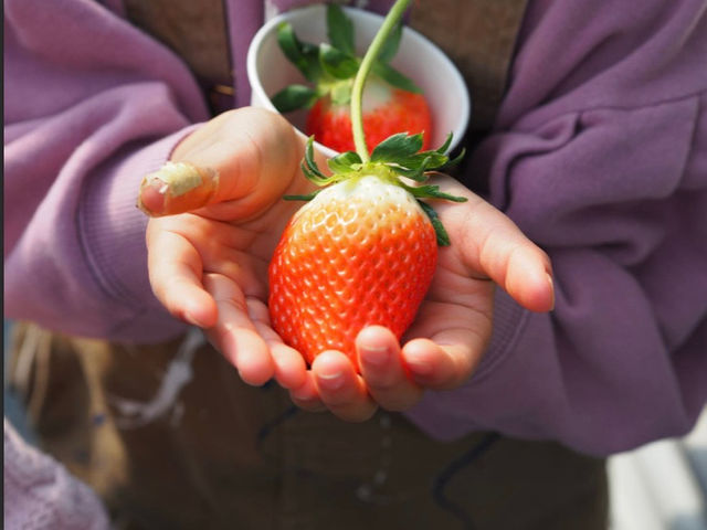 SEN's Berry Farm