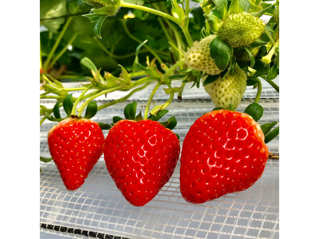 SEN's Berry Farm