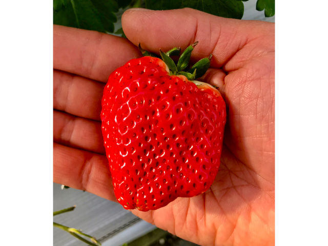 SEN's Berry Farm
