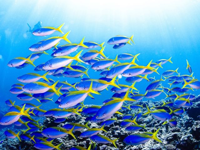 �ڂ̑O�ɂ͓V�R������_EARTH-LENS