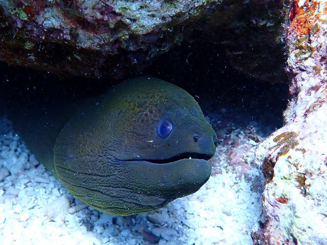 �ɗǕ��}�����c�A�[ One By One