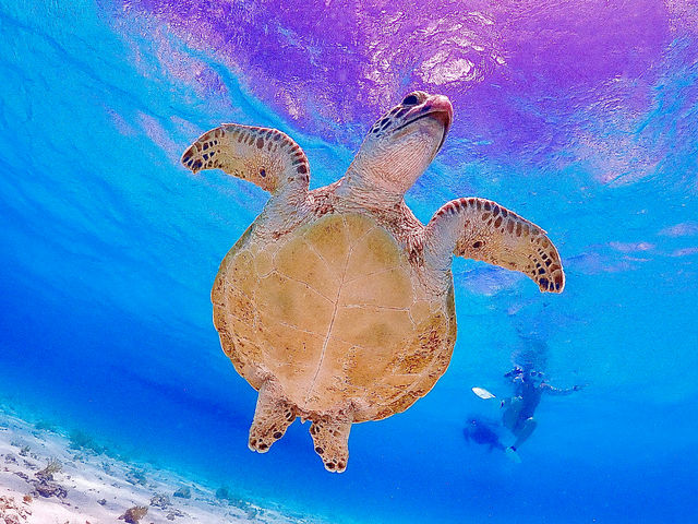 �ɗǕ��}�����c�A�[ One By One