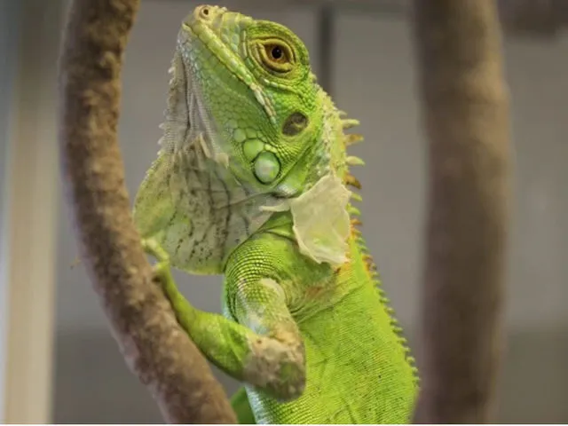 Piccolo Zoo