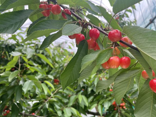 Farm���Ƃ��
