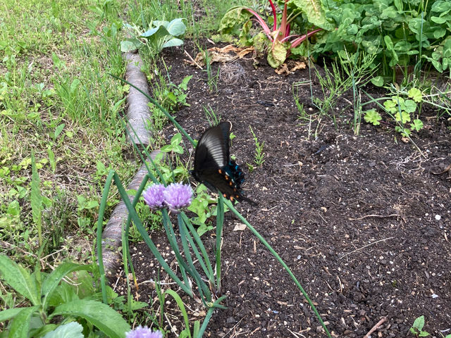 sotono�ԉ����R�̌��L�����v��