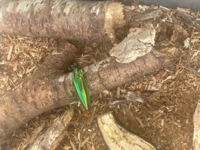 sotono�ԉ����R�̌��L�����v��