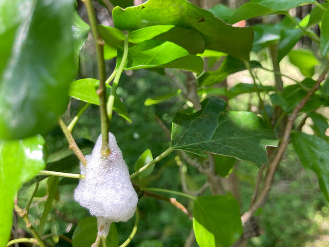 sotono�ԉ����R�̌��L�����v��