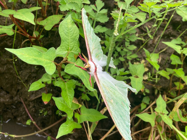 sotono�ԉ����R�̌��L�����v��