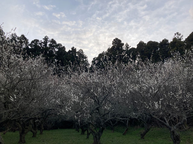 sotono�ԉ����R�̌��L�����v��