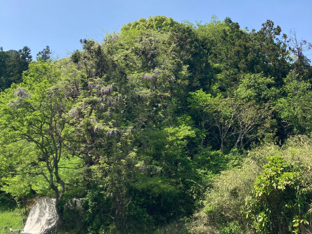 sotono�ԉ����R�̌��L�����v��