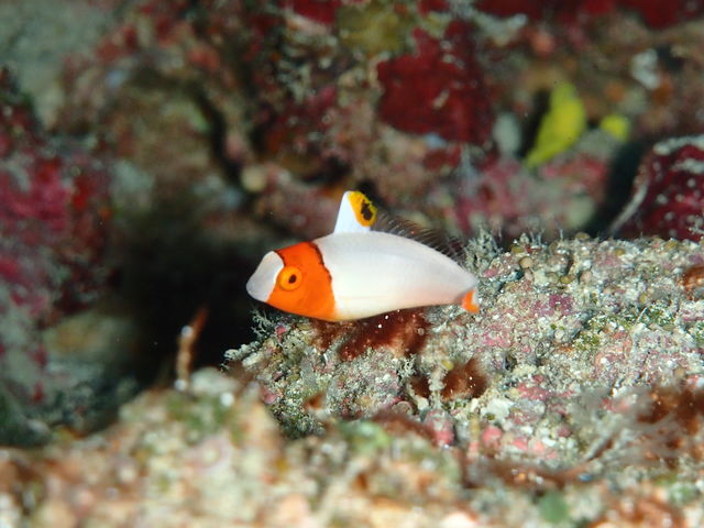 �}�N�������T���܂��傤��_�_�C�r���O�V���b�v �u���[�X�y�[�X