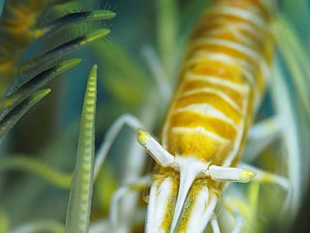 �}�N���̐��E��_�_�C�r���O�V���b�v �u���[�X�y�[�X