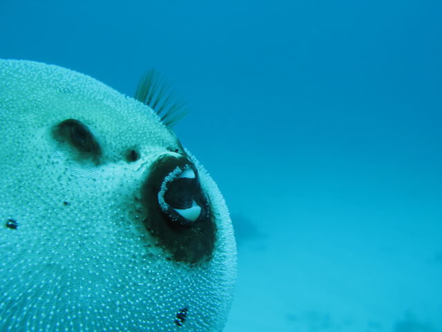 �R�N�e���t�O���v���v��_�_�C�r���O�V���b�v �u���[�X�y�[�X