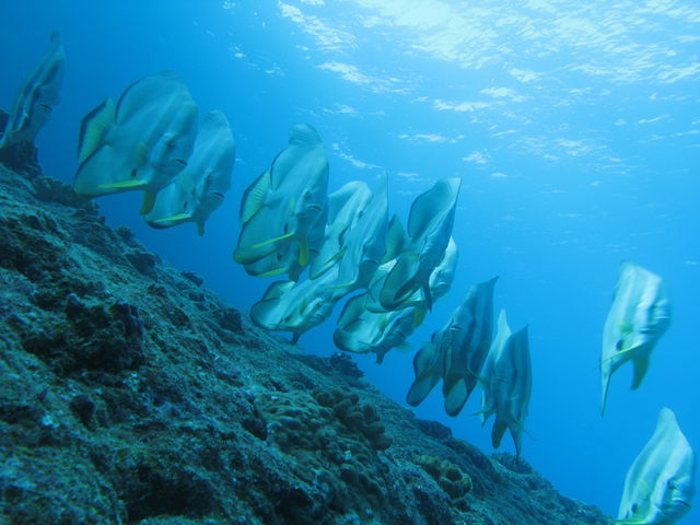 �A�J�N�N���̌Q���_�_�C�r���O�V���b�v �u���[�X�y�[�X