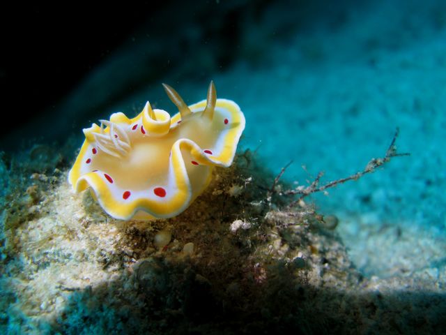 �A�J�e���C���E�~�E�V��_�_�C�r���O�V���b�v �u���[�X�y�[�X