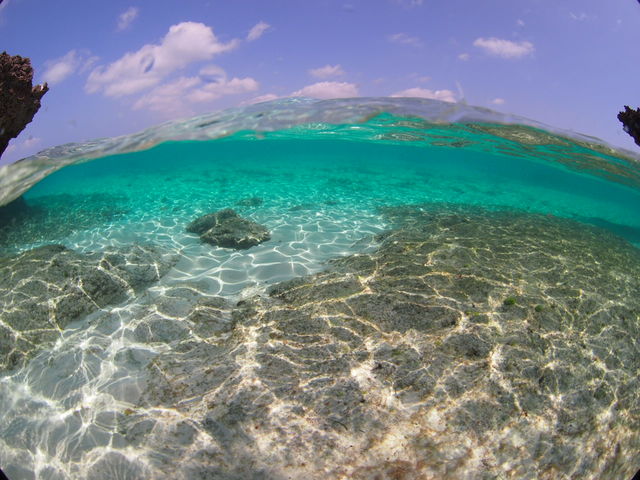 �_�C�r���O�V���b�v �u���[�X�y�[�X