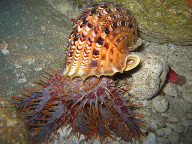 �_�C�r���O�V���b�v �u���[�X�y�[�X