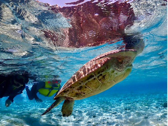 �E�~�K�������̑��p����ꏏ�Ɍ��܂��傤�I�I_SEA FAN