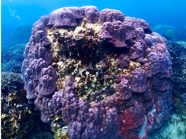 �傫�ȃJ���[��X��I_SEA FAN