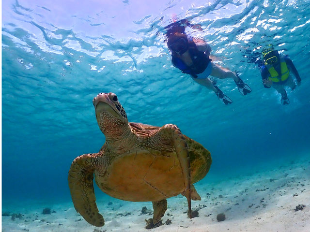 ������A���O���̃E�~�K��������
�������ʂ̍������Ԃ͂���Ȃ��ʐ^���B�ꂿ�Ⴂ�܂�����
�@_SEA FAN