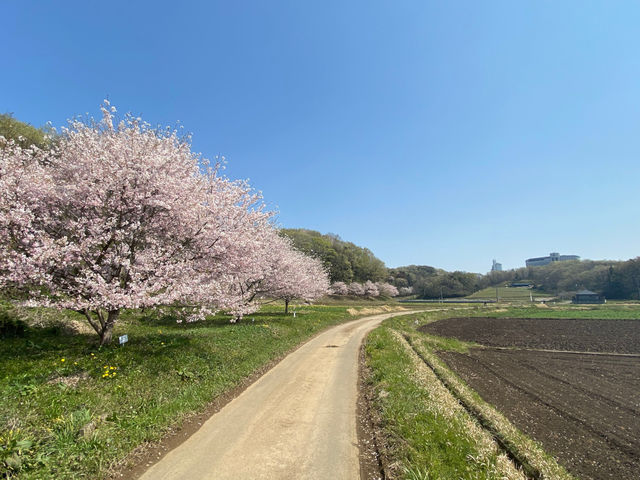 1000 ストア 本 桜