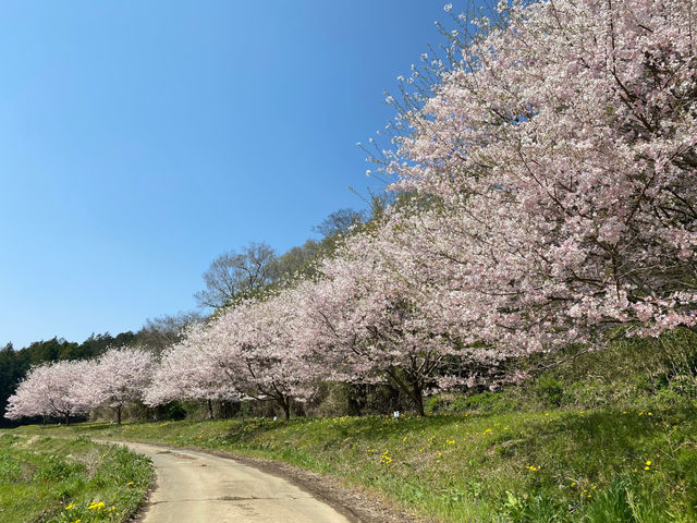 1000 本 セール 桜