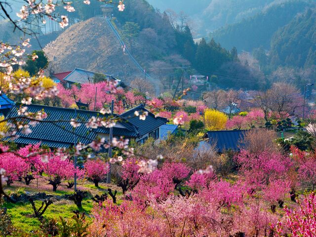 �����ԓ��̋��̎ʐ^1