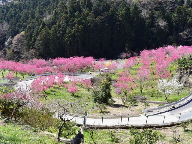 �ԓ��̋�_�����ԓ��̋�