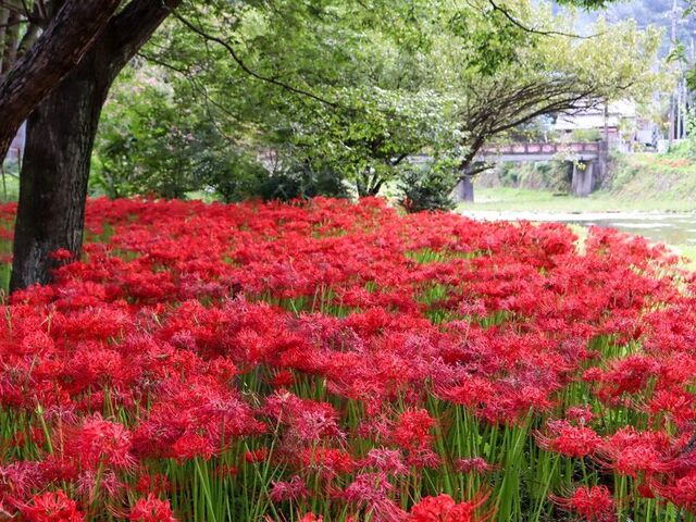 �ފ݉ԌQ��_���ˉ͌��ފ݉�