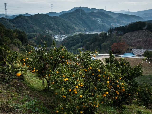 �S�i_�����ό��݂���_��