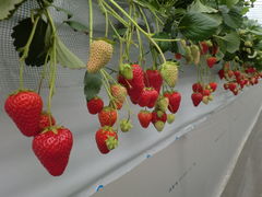 strawberryfarm VCx[̎ʐ^1