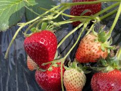 ���_���̎ʐ^1