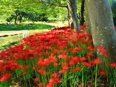 ���ˉ͌��ފ݉Ԃ̎ʐ^1