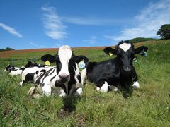 �ʂ̍��ӂꂠ���q��̎ʐ^1