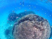 _CrOVbv u[Xy[X̎ʐ^3