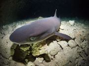 _CrOVbv u[Xy[X̎ʐ^4